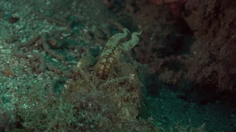 Cuttlefish in defensive pose Stock Footage 70818210