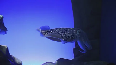 Cuttlefish in the depths of the ocean Stock Footage 34719575