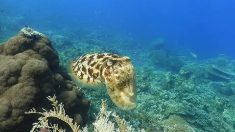 Cuttlefish derawan 4k Stock Footage 198517777