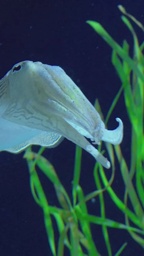 Cuttlefish displaying subtle feeding motion among tall green algae, rhythmic fin 库存影片 344742727
