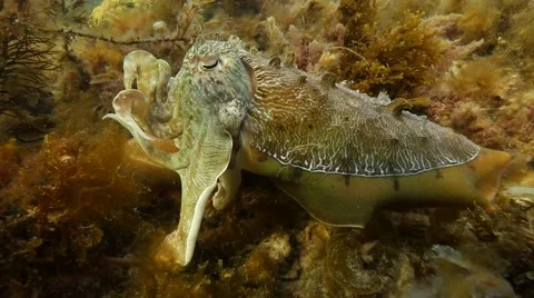 Cuttlefish displays bumpy texture Stock Footage 65297741