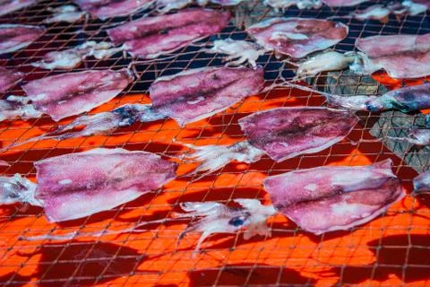 Cuttlefish drying on the  mesh Stock Photos