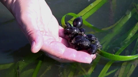 Cuttlefish Eggs Attached to Seaweed in Spawning Area  - 45 Stock Footage 308401569