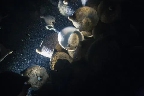 Cuttlefish eggs Stock Photos