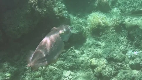 Cuttlefish ejects ink - sepia - Tintenfisch Video stock 102953563