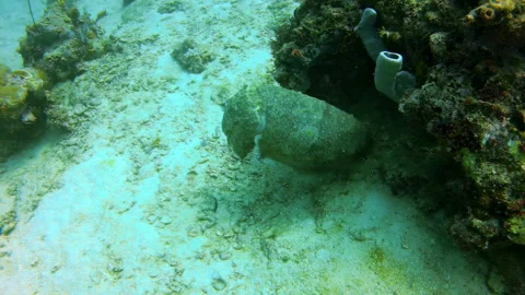 Cuttlefish Emerging from Coral on Sandy Seabed Stock Footage 346344631