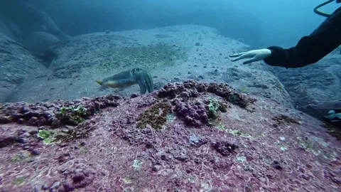 Cuttlefish Encounter-1 Stock Footage 343635174