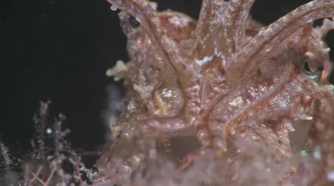 Cuttlefish Extreme Close Up Stock Footage 12210135