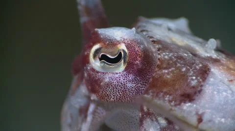 Cuttlefish Extreme Close Up Stock Footage 12223261