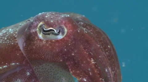 Cuttlefish Extreme Close Up Stock Footage 12255272