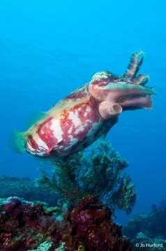 Cuttlefish-with-fire-coral Stock Photos