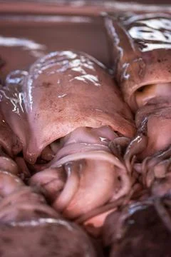 Cuttlefish on the fish market Stock Photos
