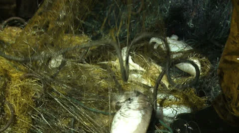 Cuttlefish in the fishing net 2 Stock Footage 23410002