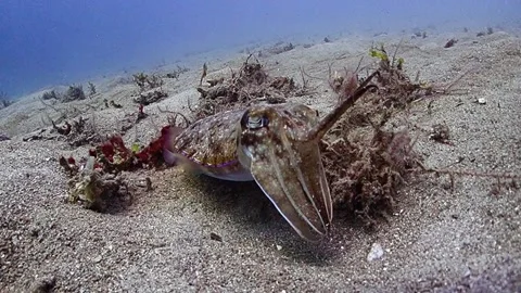 Cuttlefish flashes colours Stock Footage 139689724
