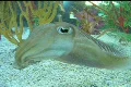 Cuttlefish Footage