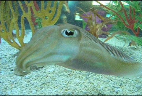 Cuttlefish Stock Footage