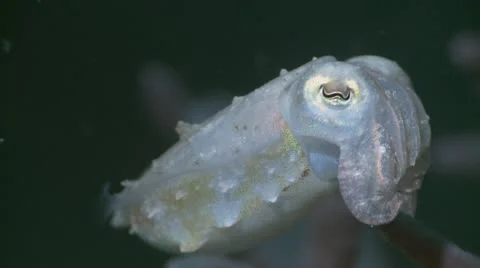 Cuttlefish Stock Footage 12223258