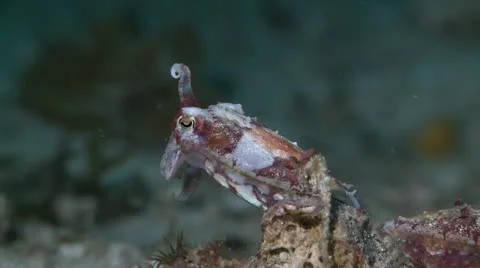 Cuttlefish Stock Footage 12233246