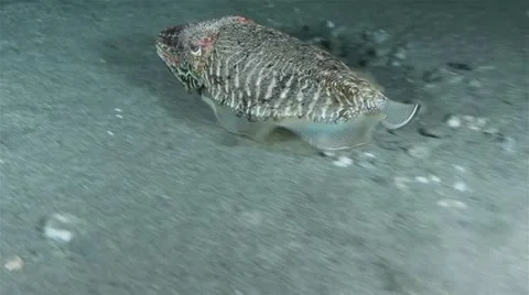 Cuttlefish 動画素材 12524411