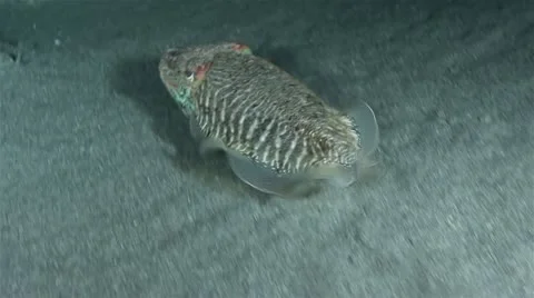 Cuttlefish Video stock 12530236