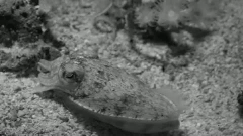 Cuttlefish Stock Footage