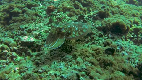 Cuttlefish Stock Footage 82649279