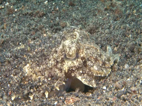 Cuttlefish Video stock 98861256