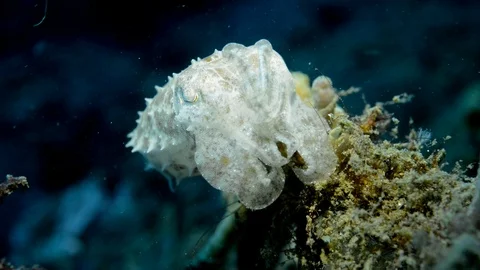 Cuttlefish Stock Footage 112237193