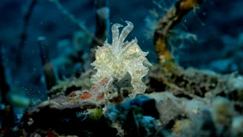 Cuttlefish Stock Footage 112237197