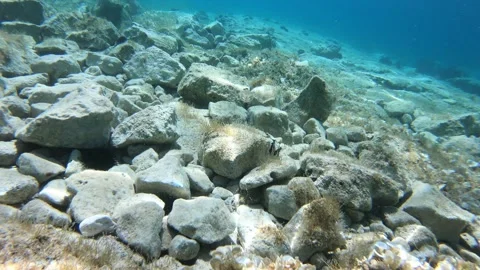 Cuttlefish Stock Footage 146038505