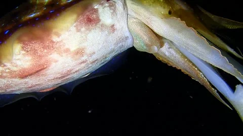 Cuttlefish Stock Footage 263417397