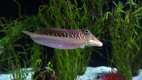 Cuttlefish Stock Footage 266592167