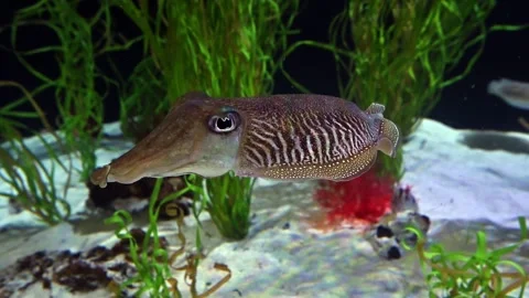 Cuttlefish Vídeo Stock 266592617