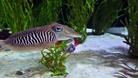Cuttlefish Stock Footage 266593293