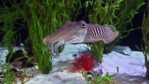 Cuttlefish Stock Footage 266593844