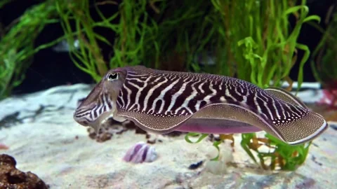 Cuttlefish. Stock Footage 266596169
