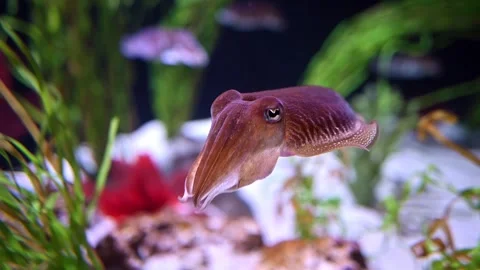 Cuttlefish. Stock Footage 266596786