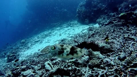 Cuttlefish Stock Footage 313999309