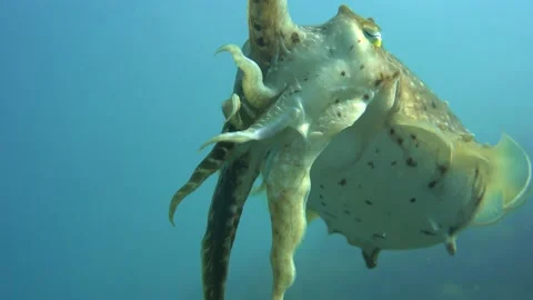 Cuttlefish getting too close to lens Stock Footage 138171351