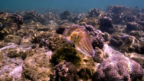 Cuttlefish Gliding Through Shallow Clear Water – Underwater 4K Stock Footage 334114871