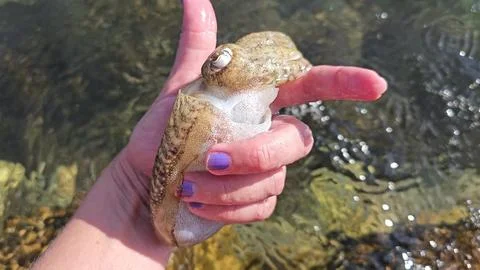 Cuttlefish in hand Stock Photos