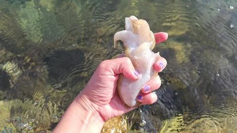 Cuttlefish in hand Stock Photos