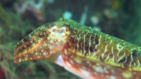 Cuttlefish HD Stock Footage 473375