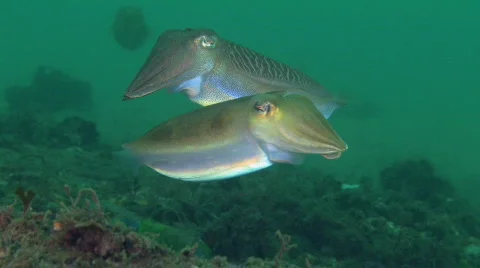 Cuttlefish HD Stock Footage 474628