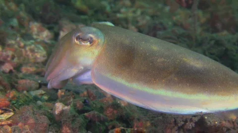 Cuttlefish HD Stock Footage 474643