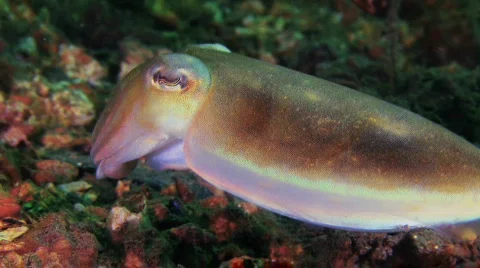 Cuttlefish HD Stock Footage 474664