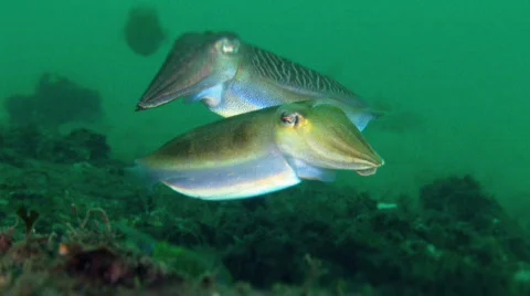 Cuttlefish HD Vídeos de archivo 474670