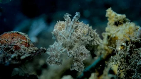 Cuttlefish Hiding in Corals Video stock 112237195