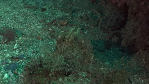 Cuttlefish hiding in defensive pose Stock Footage 70818480