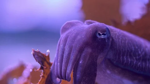 Cuttlefish hovering in a shallow rock pool Stock Footage 96081638